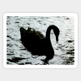 Dark Swan Sticker